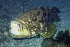 Epinephelus_malabaricus